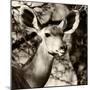 Awesome South Africa Collection Square - Impala Portrait III-Philippe Hugonnard-Mounted Photographic Print