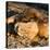 Awesome South Africa Collection Square - Lion sleeping at Sunset II-Philippe Hugonnard-Stretched Canvas