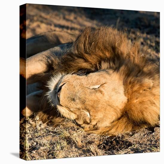 Awesome South Africa Collection Square - Lion sleeping at Sunset II-Philippe Hugonnard-Stretched Canvas