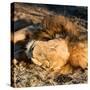 Awesome South Africa Collection Square - Lion sleeping at Sunset II-Philippe Hugonnard-Stretched Canvas