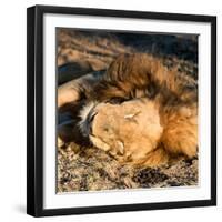 Awesome South Africa Collection Square - Lion sleeping at Sunset II-Philippe Hugonnard-Framed Photographic Print