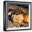 Awesome South Africa Collection Square - Lion sleeping at Sunset II-Philippe Hugonnard-Framed Photographic Print