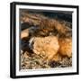 Awesome South Africa Collection Square - Lion sleeping at Sunset II-Philippe Hugonnard-Framed Photographic Print