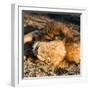 Awesome South Africa Collection Square - Lion sleeping at Sunset II-Philippe Hugonnard-Framed Photographic Print