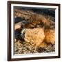 Awesome South Africa Collection Square - Lion sleeping at Sunset II-Philippe Hugonnard-Framed Photographic Print