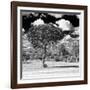 Awesome South Africa Collection Square - Lone Acacia Tree B&W-Philippe Hugonnard-Framed Photographic Print