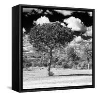 Awesome South Africa Collection Square - Lone Acacia Tree B&W-Philippe Hugonnard-Framed Stretched Canvas