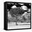 Awesome South Africa Collection Square - Lone Acacia Tree B&W-Philippe Hugonnard-Framed Stretched Canvas