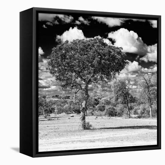 Awesome South Africa Collection Square - Lone Acacia Tree B&W-Philippe Hugonnard-Framed Stretched Canvas