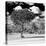 Awesome South Africa Collection Square - Lone Acacia Tree B&W-Philippe Hugonnard-Stretched Canvas