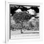 Awesome South Africa Collection Square - Lone Acacia Tree B&W-Philippe Hugonnard-Framed Photographic Print