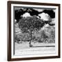 Awesome South Africa Collection Square - Lone Acacia Tree B&W-Philippe Hugonnard-Framed Photographic Print