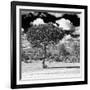 Awesome South Africa Collection Square - Lone Acacia Tree B&W-Philippe Hugonnard-Framed Photographic Print