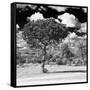 Awesome South Africa Collection Square - Lone Acacia Tree B&W-Philippe Hugonnard-Framed Stretched Canvas