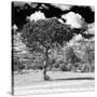 Awesome South Africa Collection Square - Lone Acacia Tree B&W-Philippe Hugonnard-Stretched Canvas