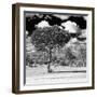 Awesome South Africa Collection Square - Lone Acacia Tree B&W-Philippe Hugonnard-Framed Photographic Print