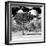 Awesome South Africa Collection Square - Lone Acacia Tree B&W-Philippe Hugonnard-Framed Photographic Print