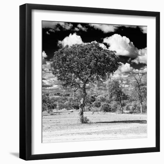 Awesome South Africa Collection Square - Lone Acacia Tree B&W-Philippe Hugonnard-Framed Photographic Print