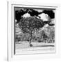 Awesome South Africa Collection Square - Lone Acacia Tree B&W-Philippe Hugonnard-Framed Premium Photographic Print