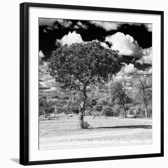 Awesome South Africa Collection Square - Lone Acacia Tree B&W-Philippe Hugonnard-Framed Premium Photographic Print