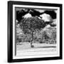 Awesome South Africa Collection Square - Lone Acacia Tree B&W-Philippe Hugonnard-Framed Premium Photographic Print