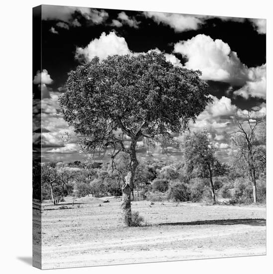 Awesome South Africa Collection Square - Lone Acacia Tree B&W-Philippe Hugonnard-Stretched Canvas