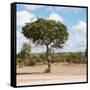 Awesome South Africa Collection Square - Lone Acacia Tree II-Philippe Hugonnard-Framed Stretched Canvas