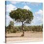 Awesome South Africa Collection Square - Lone Acacia Tree II-Philippe Hugonnard-Stretched Canvas