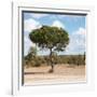 Awesome South Africa Collection Square - Lone Acacia Tree II-Philippe Hugonnard-Framed Photographic Print