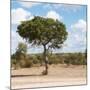 Awesome South Africa Collection Square - Lone Acacia Tree II-Philippe Hugonnard-Mounted Photographic Print