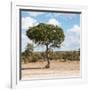 Awesome South Africa Collection Square - Lone Acacia Tree II-Philippe Hugonnard-Framed Photographic Print