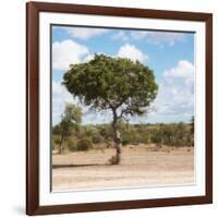 Awesome South Africa Collection Square - Lone Acacia Tree II-Philippe Hugonnard-Framed Photographic Print