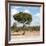 Awesome South Africa Collection Square - Lone Acacia Tree II-Philippe Hugonnard-Framed Photographic Print