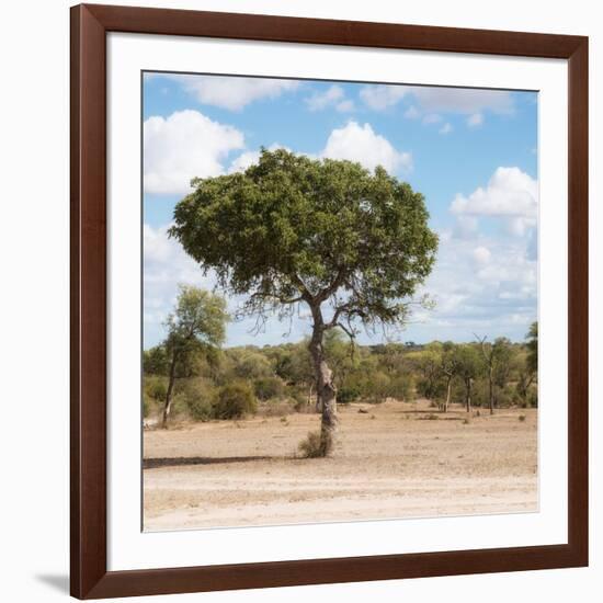 Awesome South Africa Collection Square - Lone Acacia Tree II-Philippe Hugonnard-Framed Photographic Print