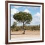 Awesome South Africa Collection Square - Lone Acacia Tree II-Philippe Hugonnard-Framed Photographic Print