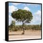 Awesome South Africa Collection Square - Lone Acacia Tree II-Philippe Hugonnard-Framed Stretched Canvas