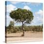 Awesome South Africa Collection Square - Lone Acacia Tree II-Philippe Hugonnard-Stretched Canvas