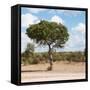 Awesome South Africa Collection Square - Lone Acacia Tree II-Philippe Hugonnard-Framed Stretched Canvas