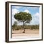 Awesome South Africa Collection Square - Lone Acacia Tree II-Philippe Hugonnard-Framed Photographic Print