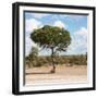 Awesome South Africa Collection Square - Lone Acacia Tree II-Philippe Hugonnard-Framed Photographic Print