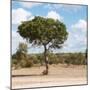 Awesome South Africa Collection Square - Lone Acacia Tree II-Philippe Hugonnard-Mounted Photographic Print