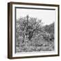 Awesome South Africa Collection Square - Look Giraffes B&W-Philippe Hugonnard-Framed Photographic Print