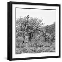 Awesome South Africa Collection Square - Look Giraffes B&W-Philippe Hugonnard-Framed Photographic Print