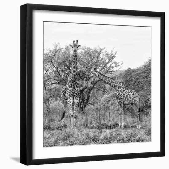 Awesome South Africa Collection Square - Look Giraffes B&W-Philippe Hugonnard-Framed Photographic Print