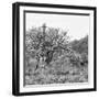 Awesome South Africa Collection Square - Look Giraffes B&W-Philippe Hugonnard-Framed Photographic Print