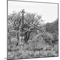 Awesome South Africa Collection Square - Look Giraffes B&W-Philippe Hugonnard-Mounted Photographic Print