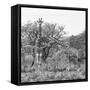 Awesome South Africa Collection Square - Look Giraffes B&W-Philippe Hugonnard-Framed Stretched Canvas