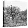 Awesome South Africa Collection Square - Look Giraffes B&W-Philippe Hugonnard-Stretched Canvas