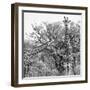 Awesome South Africa Collection Square - Look Giraffes II B&W-Philippe Hugonnard-Framed Photographic Print
