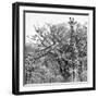 Awesome South Africa Collection Square - Look Giraffes II B&W-Philippe Hugonnard-Framed Photographic Print